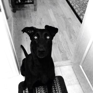 Meet your Posher, Joe